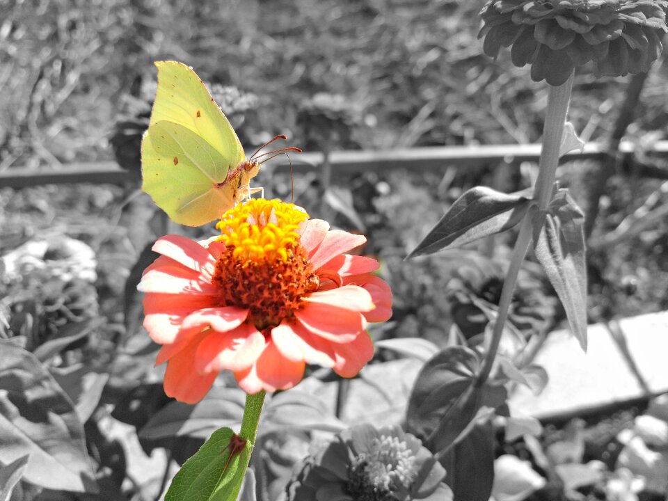 Flower garden green