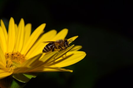 Close up yellow blossom