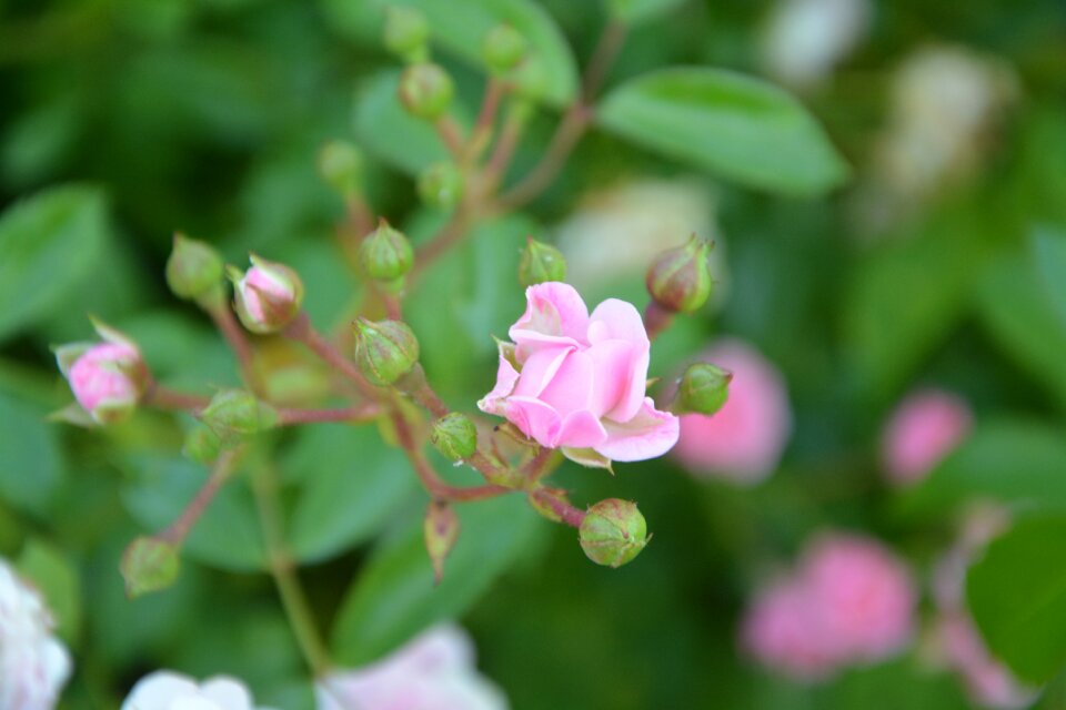 Nature garden bush