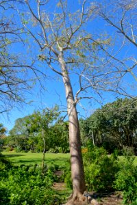 Colvillea racemosa - Marie Selby Botanical Gardens - Sarasota, Florida - DSC01244