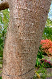 Colvillea racemosa - Mounts Botanical Garden - Palm Beach County, Florida - DSC03825