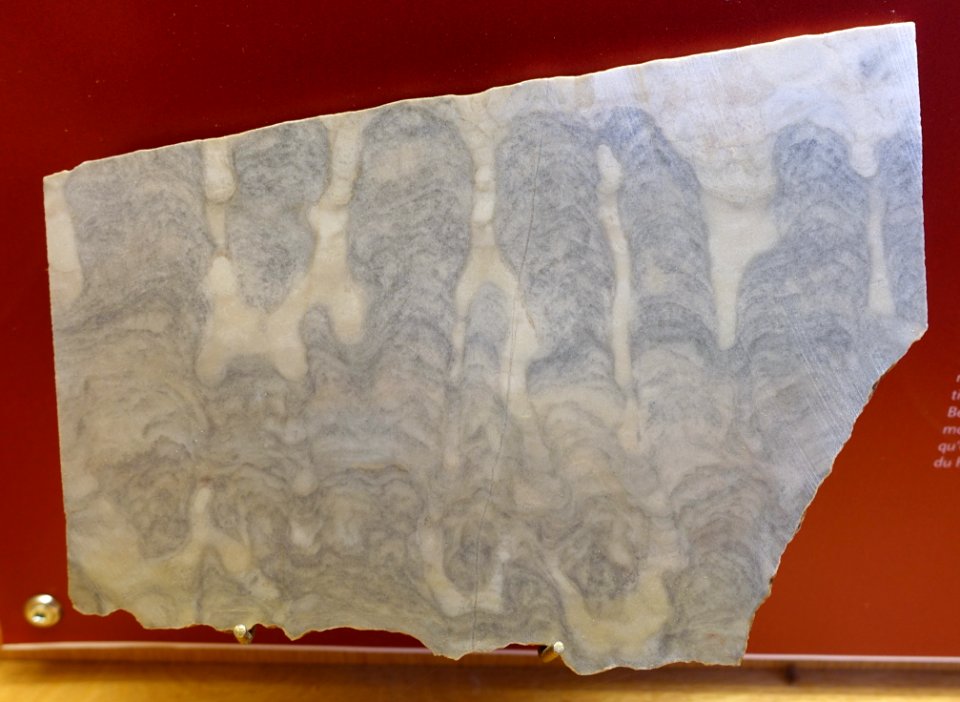 Columnar stromatolites, Belcher Islands, Nunavut, Canada - Redpath Museum - McGill University - Montreal, Canada - DSC07907