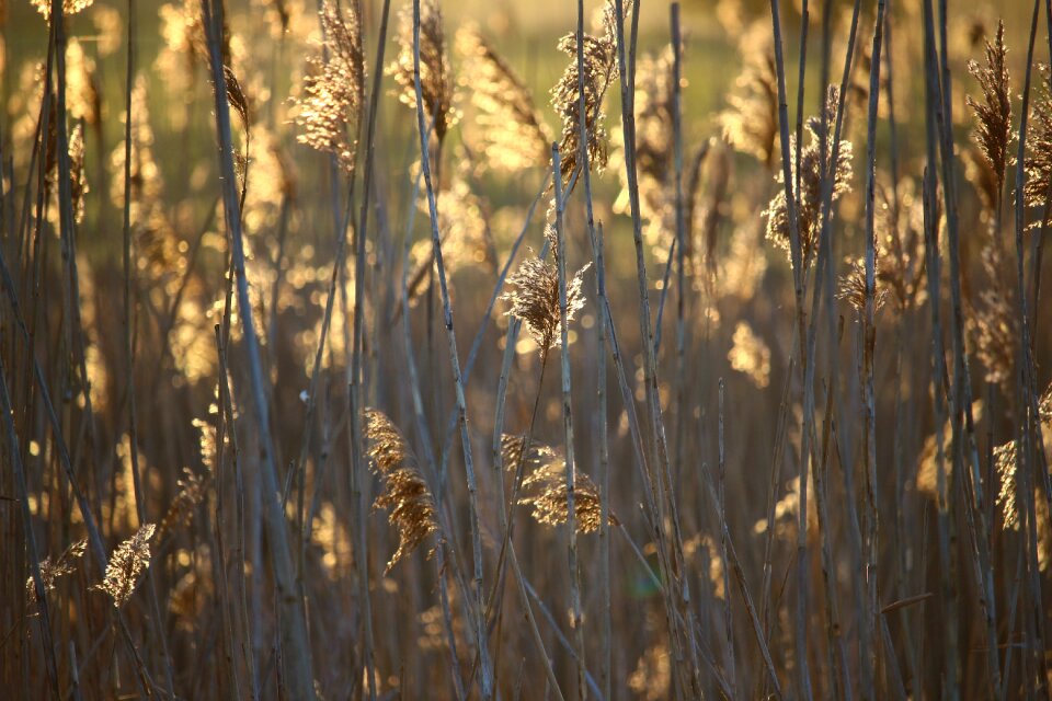 River grass nature