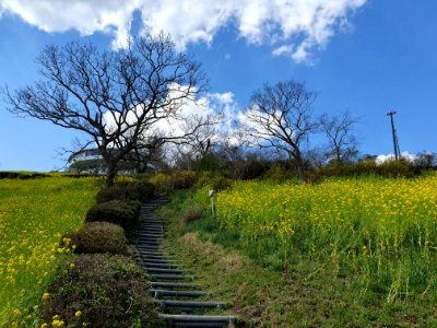 Colza à マザー牧場 3
