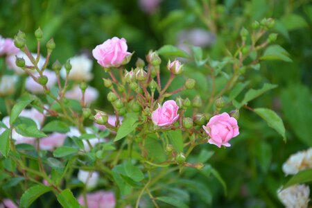Nature garden bush