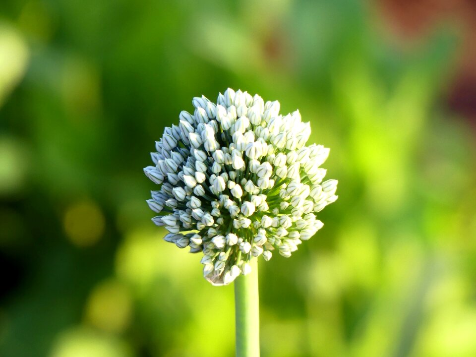 Garden plant summer