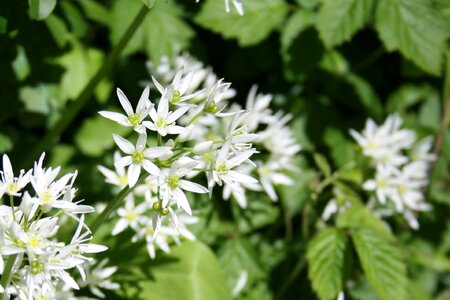 Green white wood garlic photo