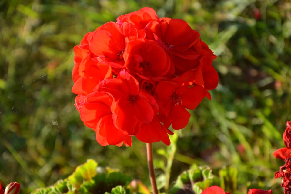 House red geranium france photo