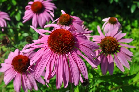 Beautiful flower spring pink flower photo