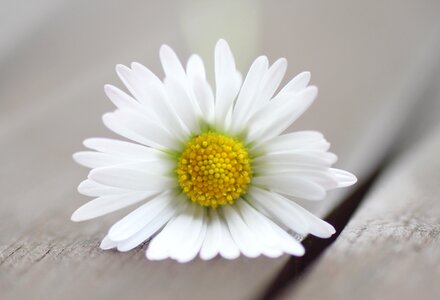 Macro white plant