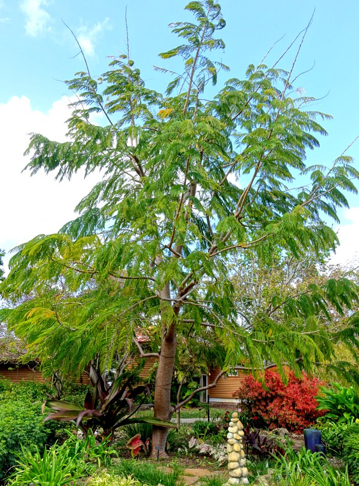 Colvillea racemosa - Mounts Botanical Garden - Palm Beach County, Florida - DSC03829
