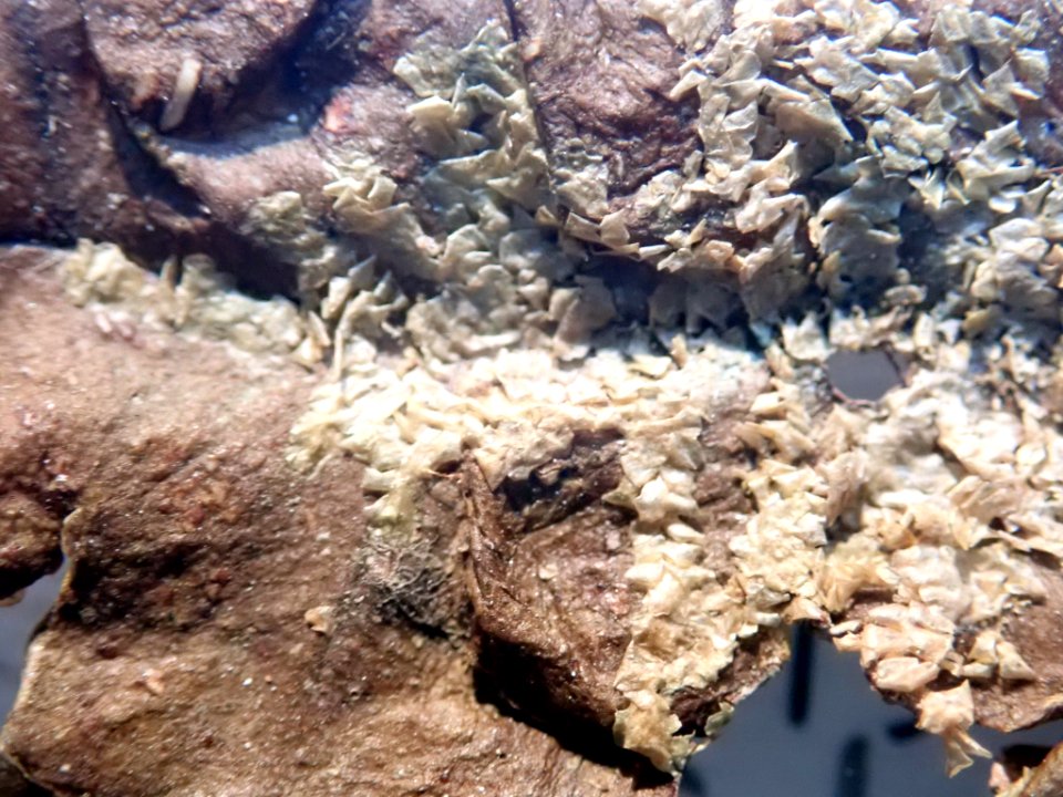 Cololejeunea laevigata 71016107