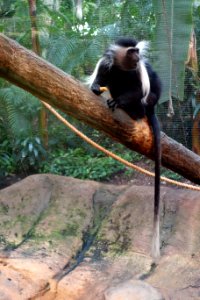 Colobus angolensis - Pittsburgh Zoo - DSC02673