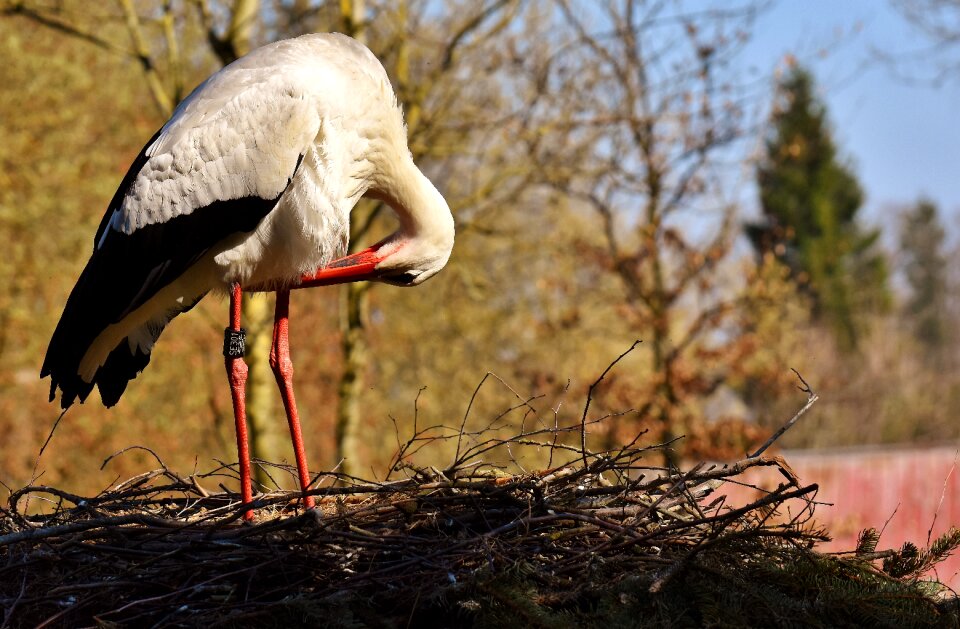 Meadow animal portrait rattle stork