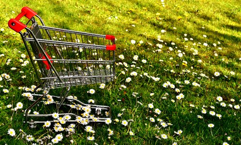 Sale meadow daisy
