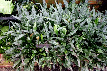 Colysis wrightii - Longwood Gardens - DSC01148