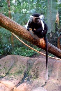 Colobus angolensis - Pittsburgh Zoo - DSC02664