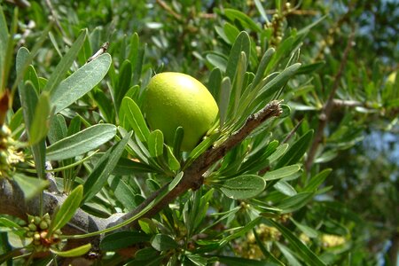Green morocco tree