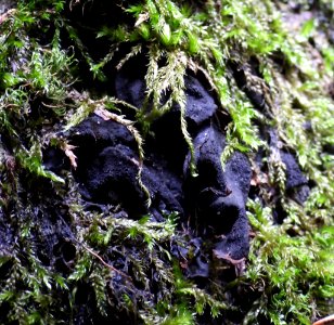 Collema flaccidum 87870067