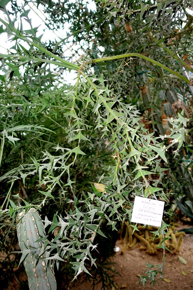 Colletia paradoxa - Botanischer Garten - Heidelberg, Germany - DSC01362