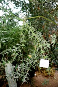 Colletia paradoxa - Botanischer Garten - Heidelberg, Germany - DSC01362
