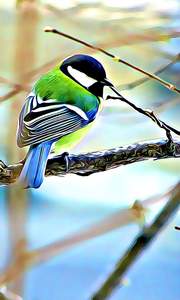 Titmouse color winter