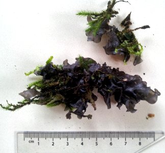 Collema subconveniens 3645084