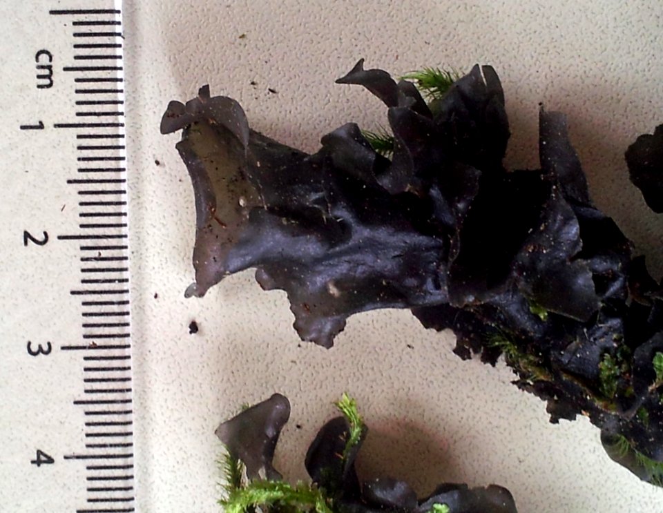 Collema subconveniens 3645083