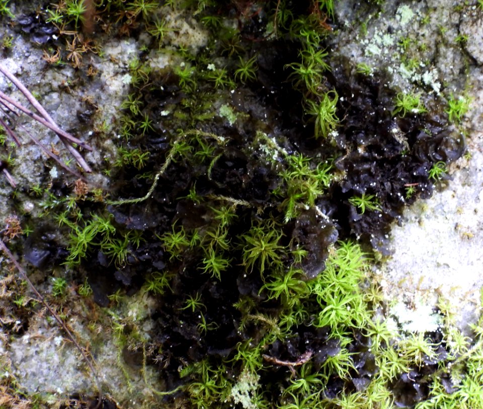 Collema flaccidum 82461818