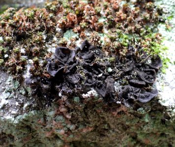 Collema flaccidum 82453179