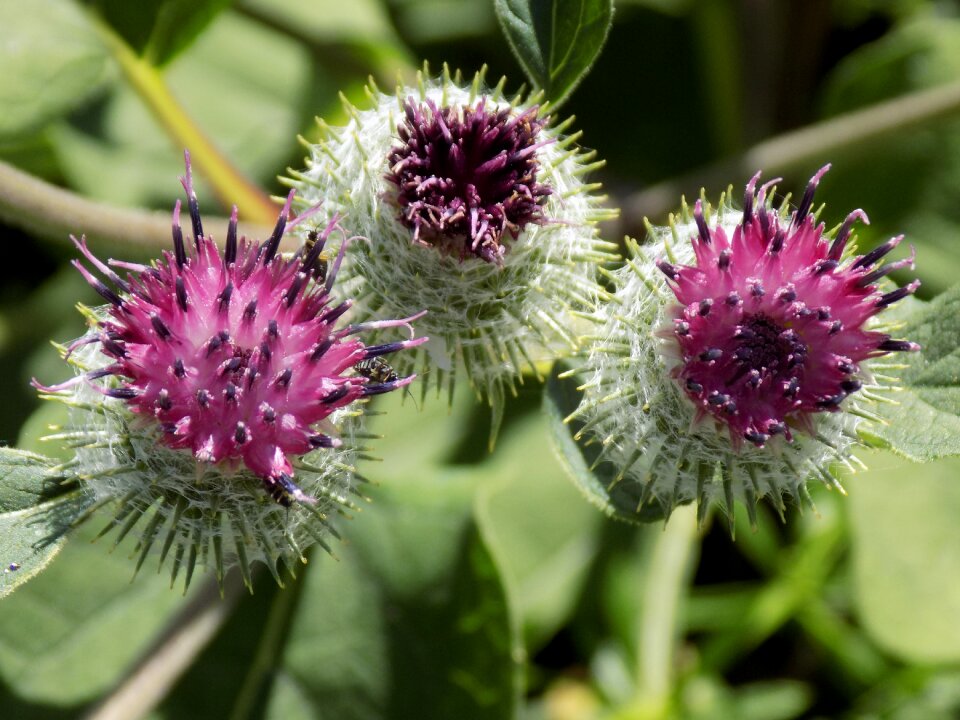 Nature thistle flower spur