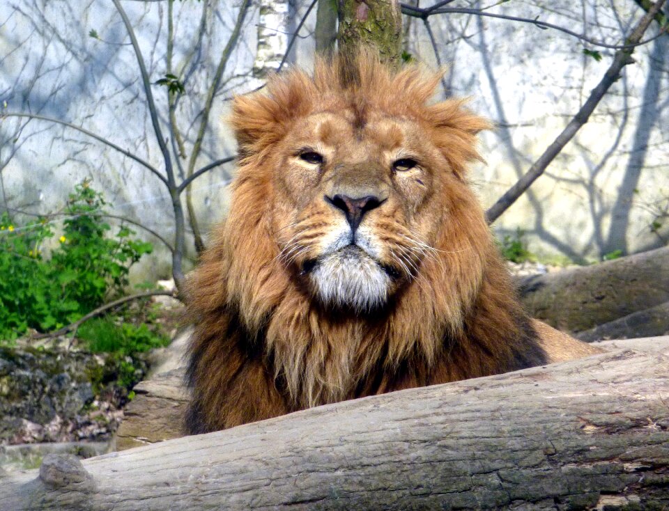Africa feline wild