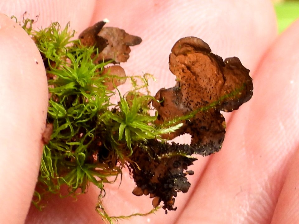 Collema flaccidum 82461822