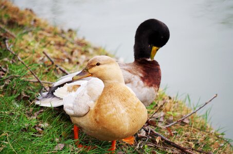 Water lake nature