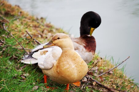 Water lake nature photo