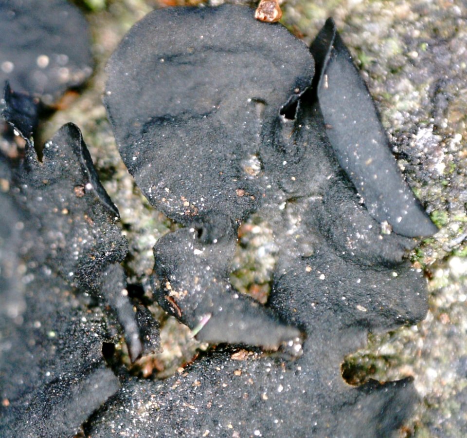 Collema flaccidum 87870161