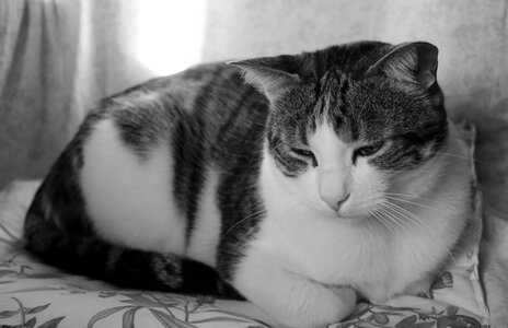 Cat cat sad white black