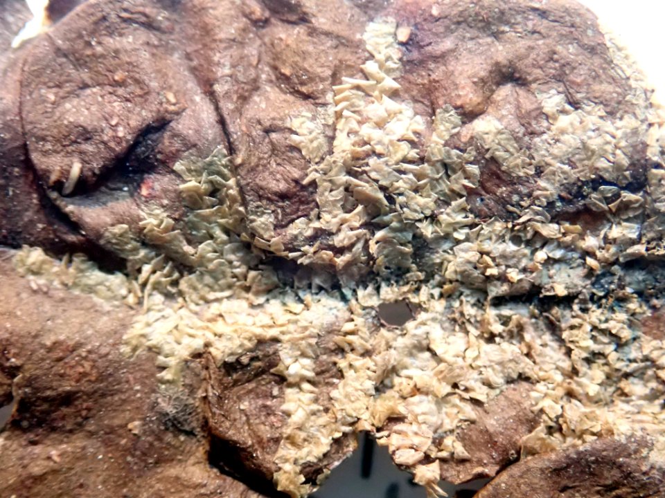 Cololejeunea laevigata 71016153