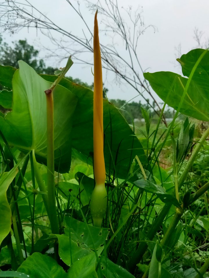 Colocasia esculenta flower 2
