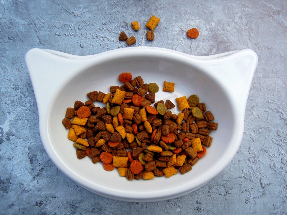 Cat food dry food bowl