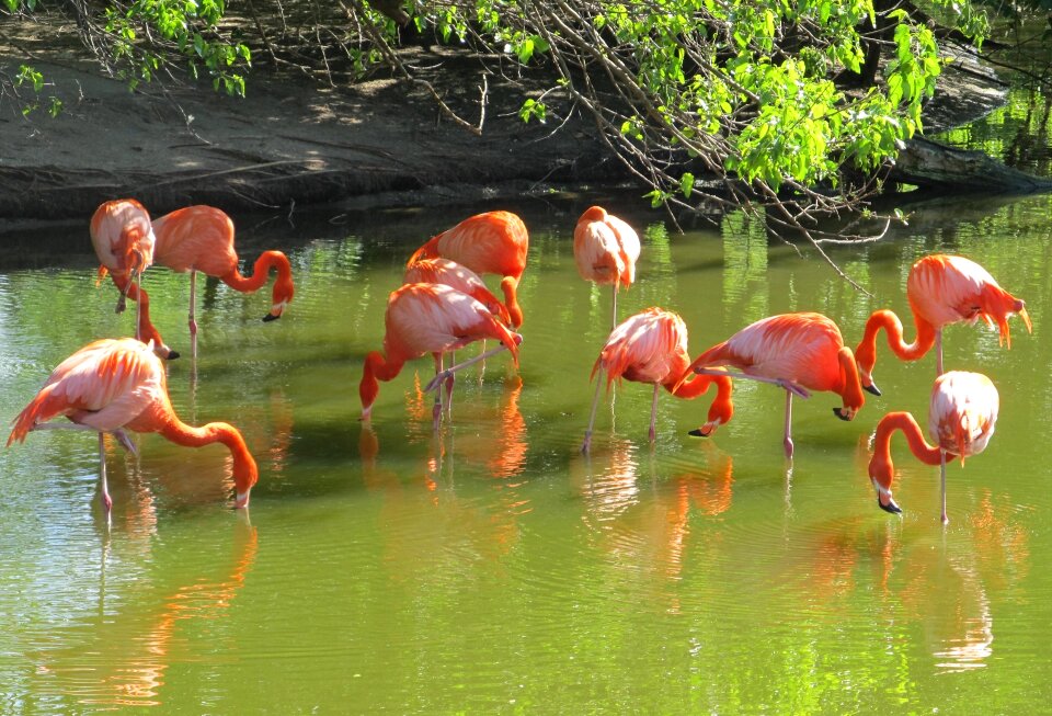 Wildlife exotic water