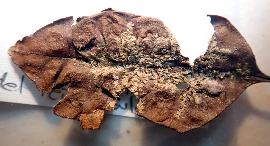 Cololejeunea laevigata 71016184