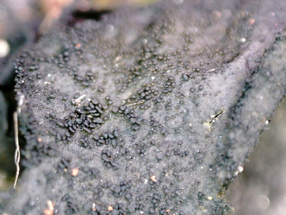 Collema flaccidum 87870088