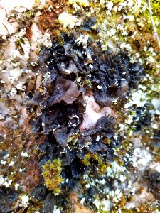 Collema flaccidum 73160083