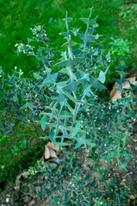 Colletia paradoxa JdP
