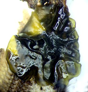Collema subflaccidum 59989136