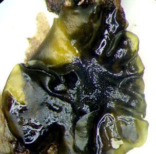 Collema subflaccidum 59989135