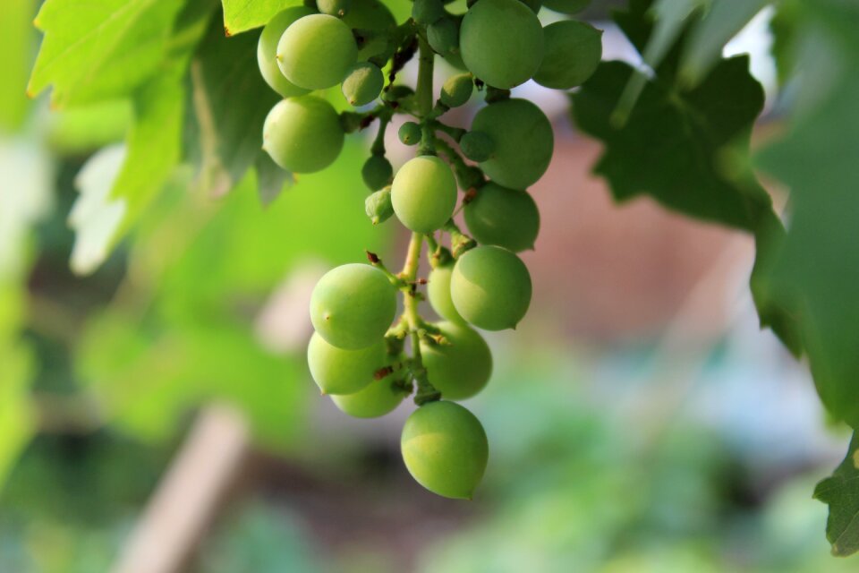 Grape fruit green