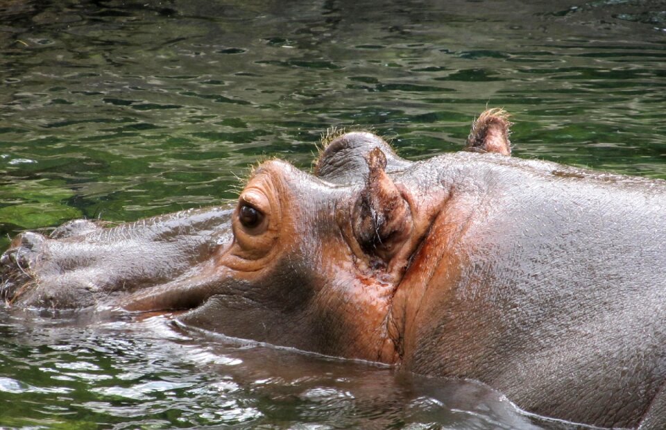 Water big wildlife