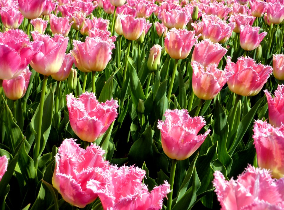 Flower garden flowering